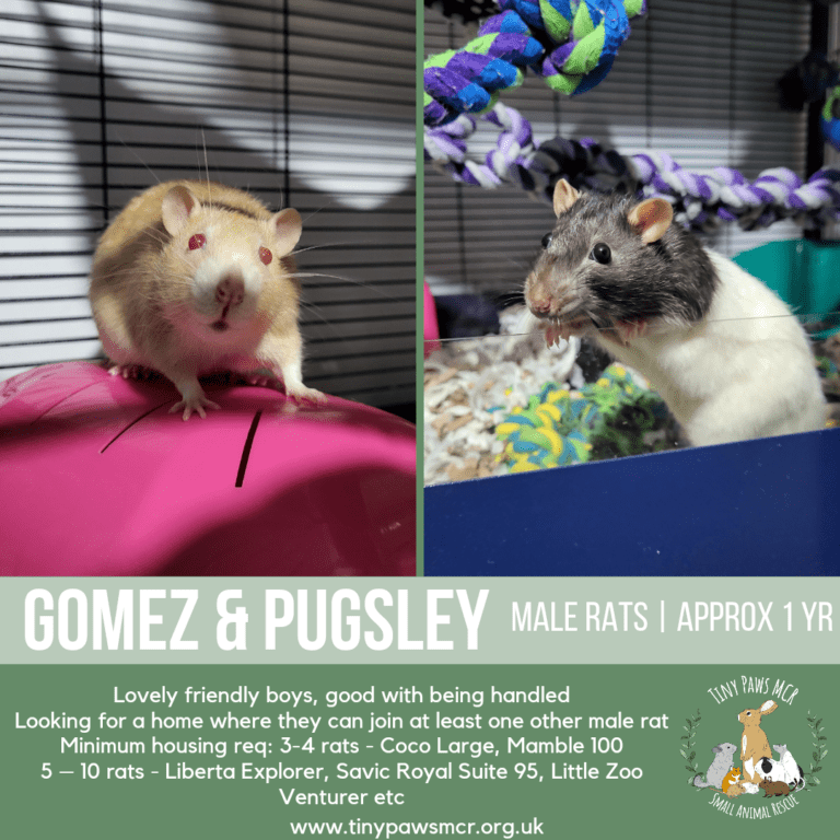 Gomez & Pugsley