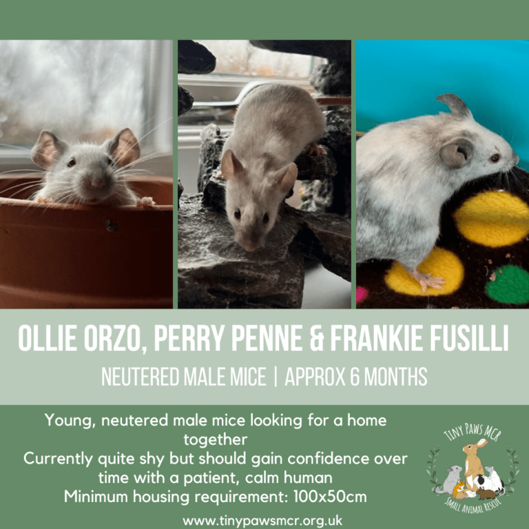 Ollie Orzo, Perry Penne & Frankie Fusilli