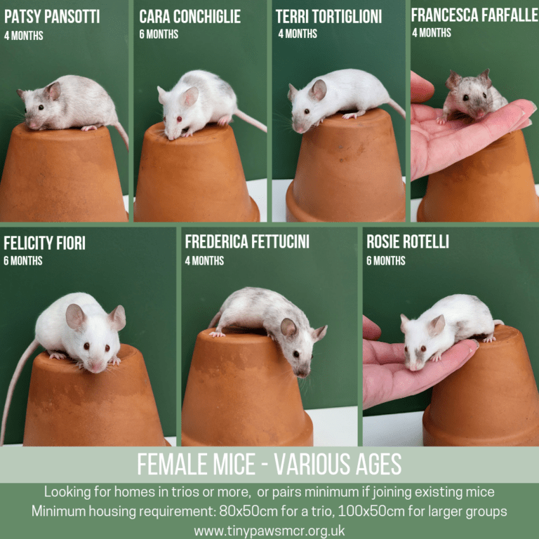 Female Mice