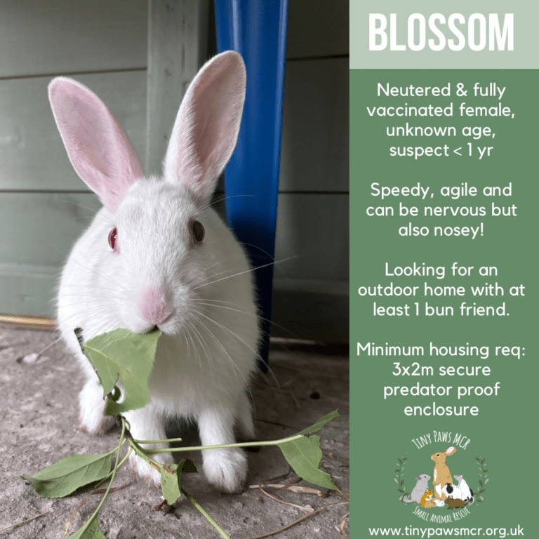 Blossom