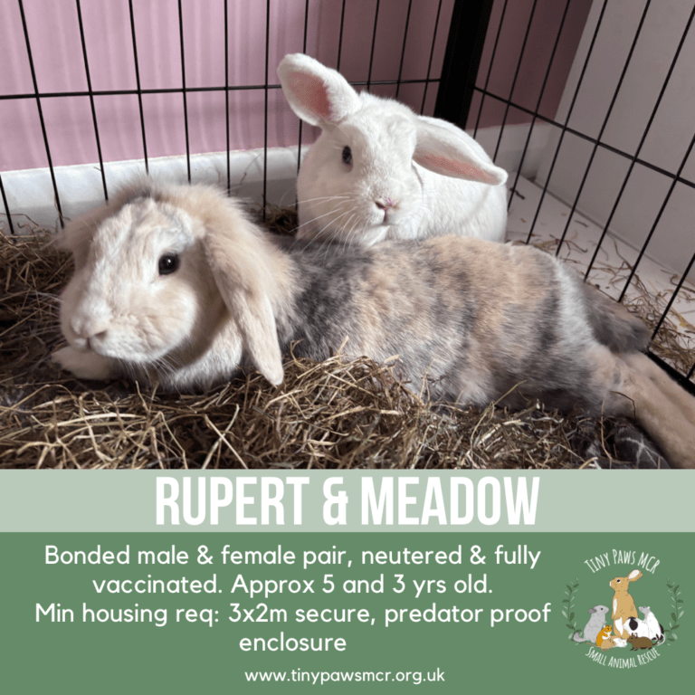 Rupert & Meadow