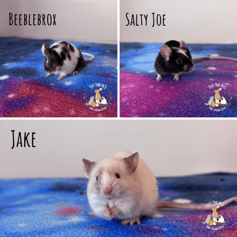 Male Mice