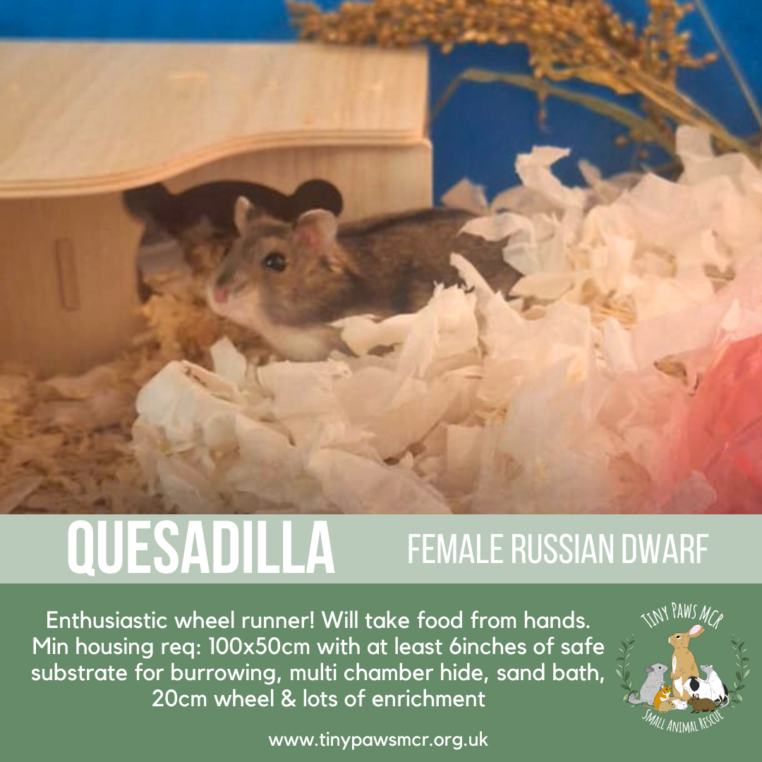 Quesadilla