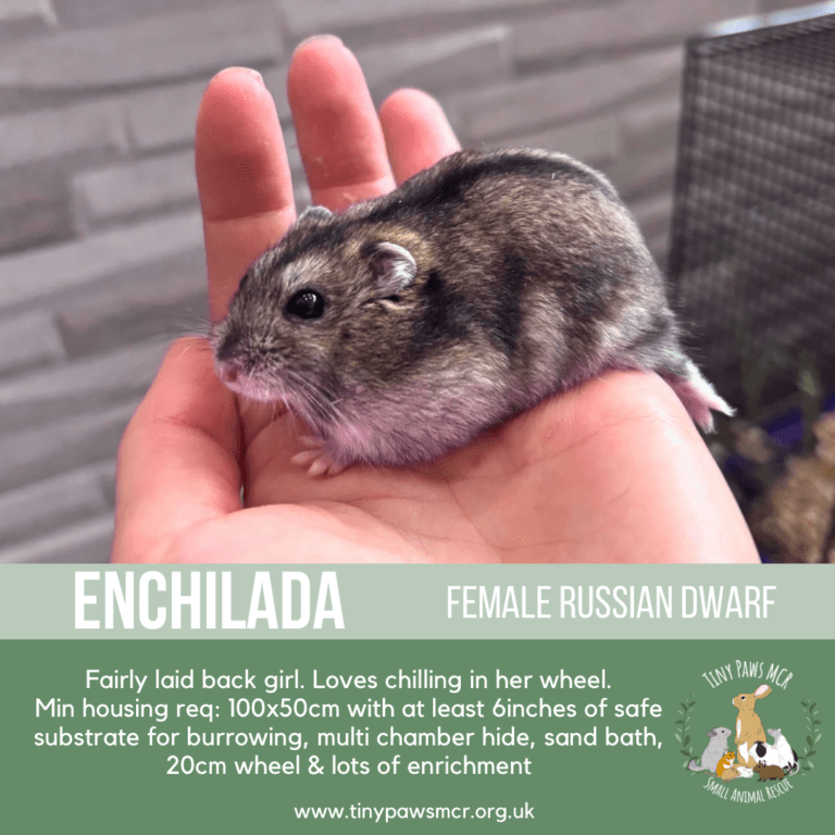 Enchilada