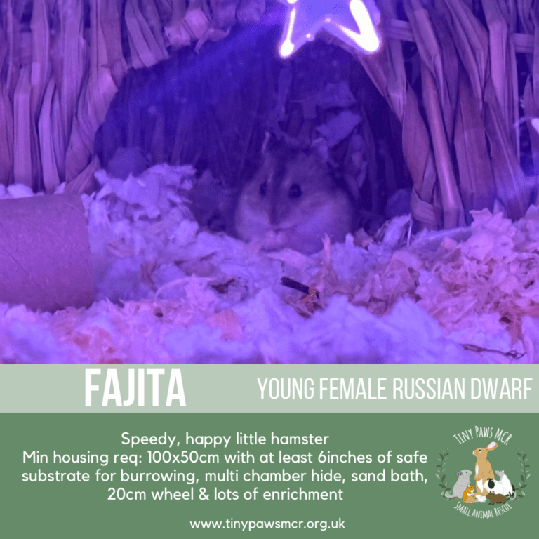 Fajita