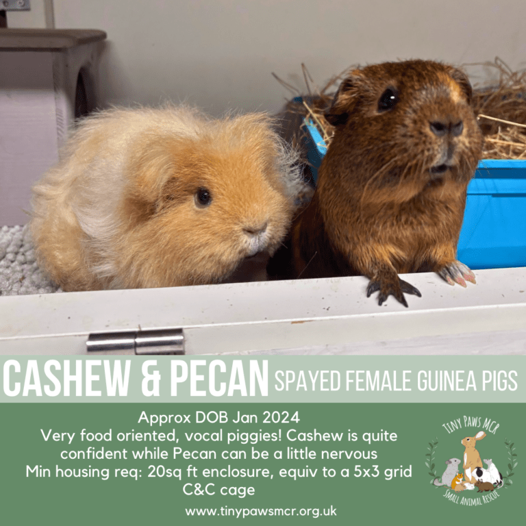 Cashew & Pecan