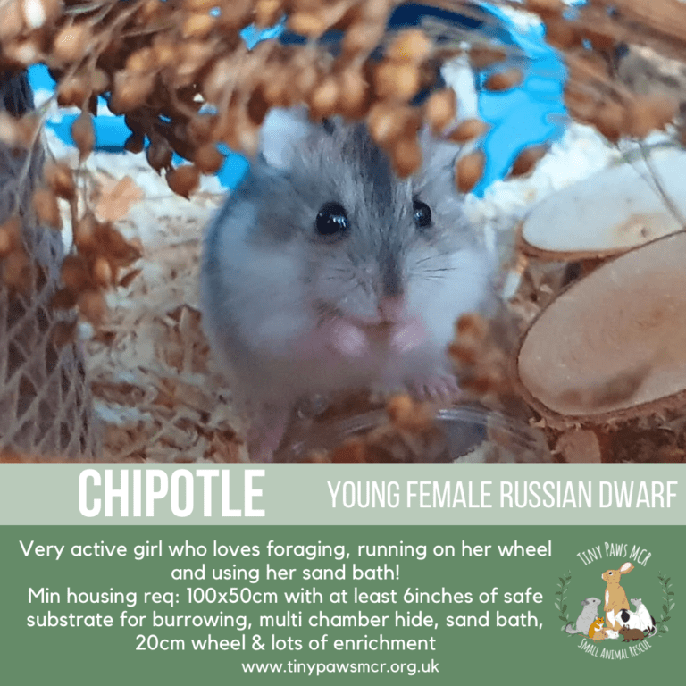 Chipotle