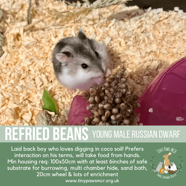 Refried Beans