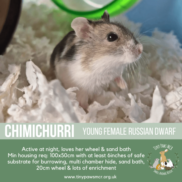 Chimichurri