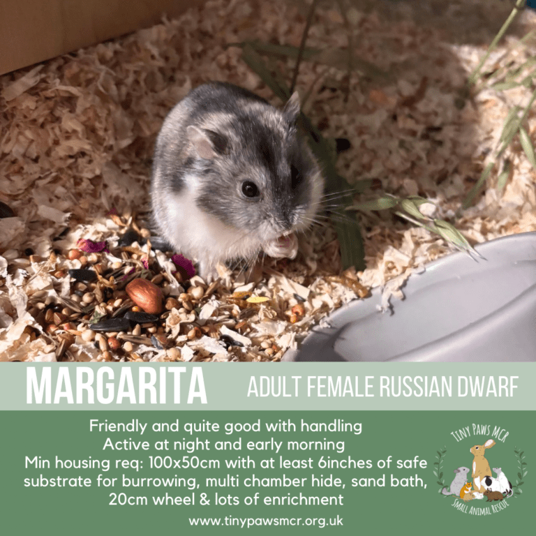 Margarita