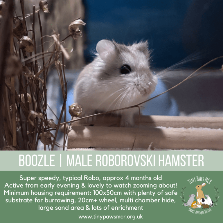 Boozle