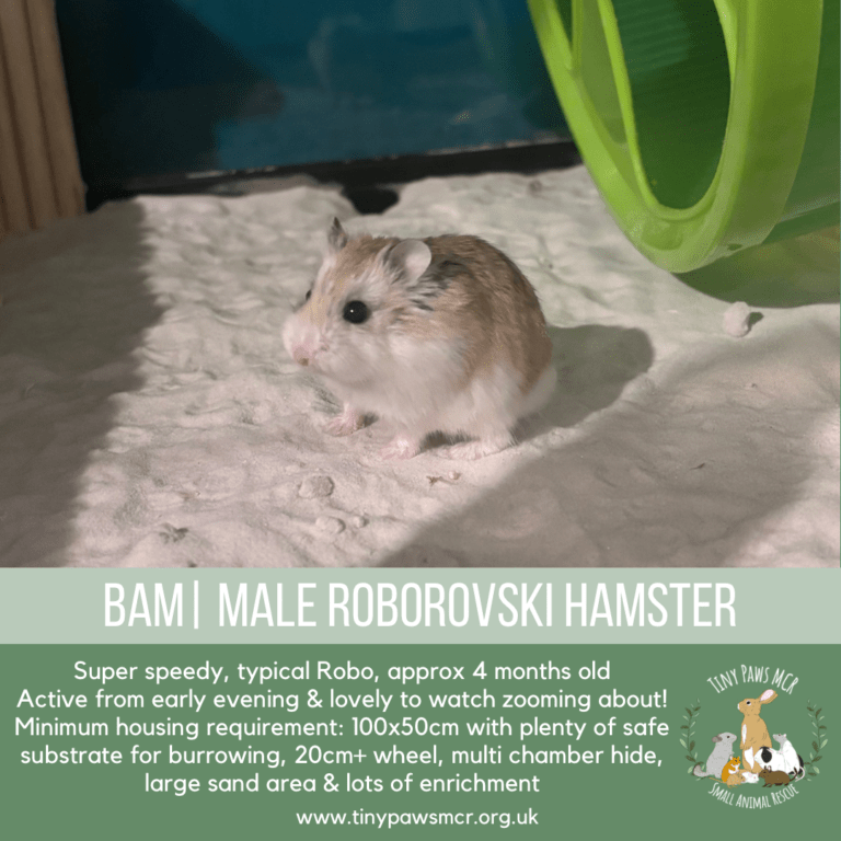 Bam