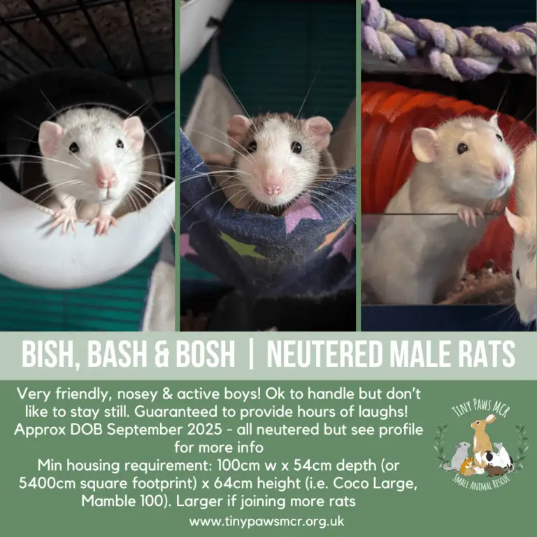 Bish, Bash & Bosh