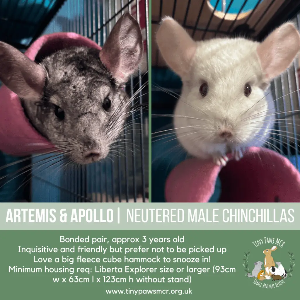 Artemis & Apollo