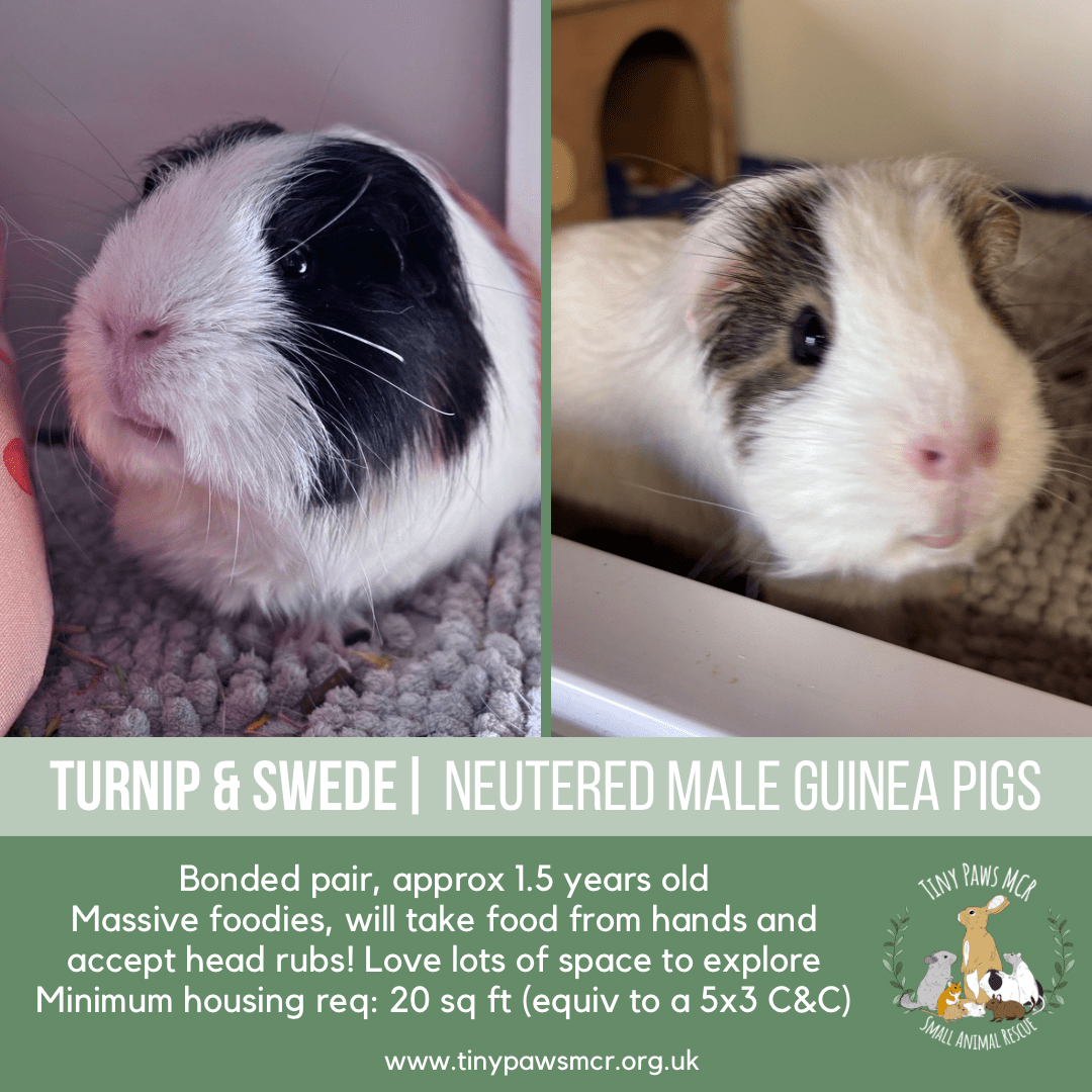 Turnip & Swede