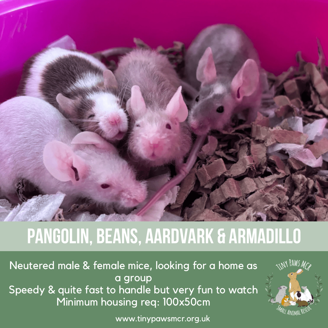 Pangolin, Beans, Aardvark & Armadillo