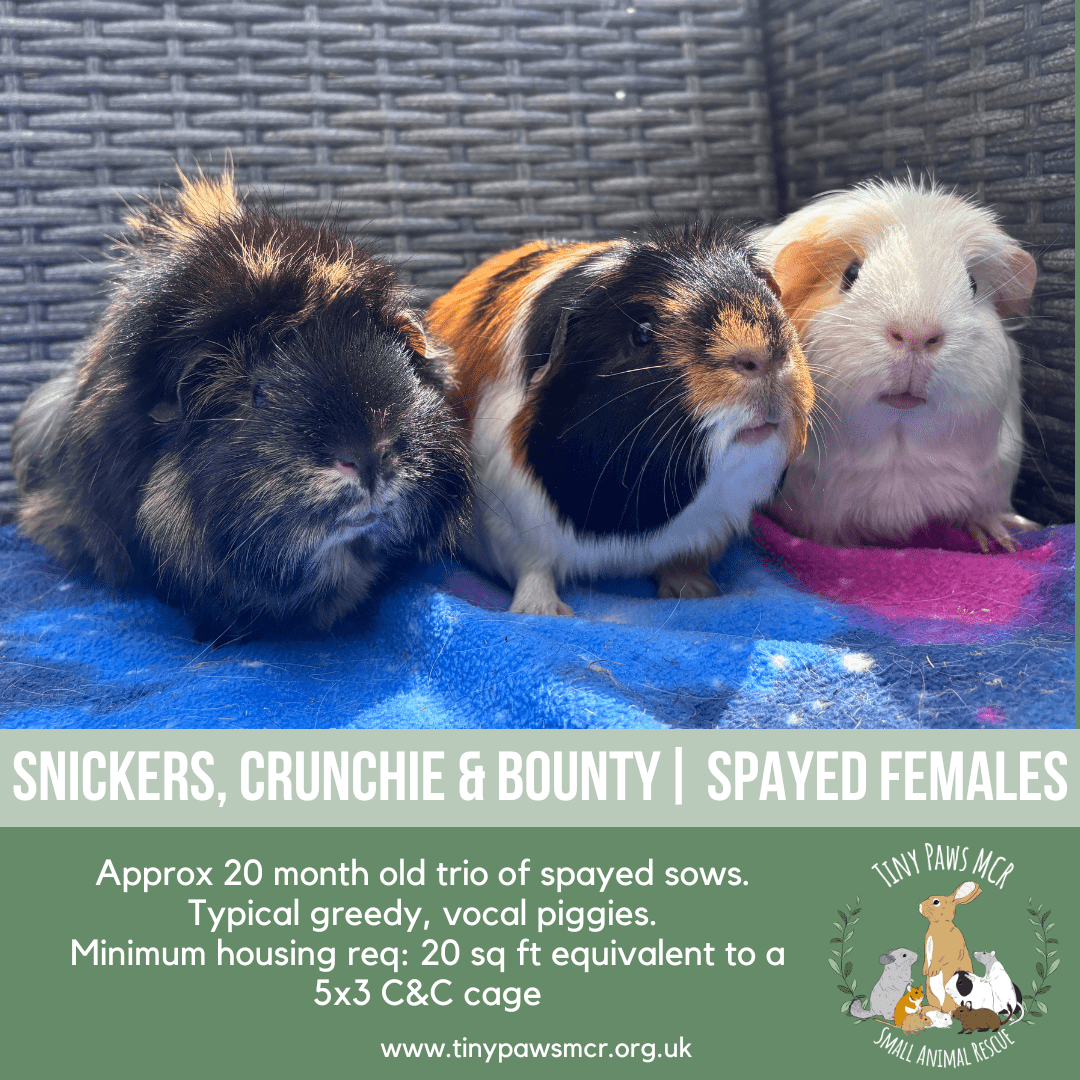 Snickers, Crunchie & Bounty