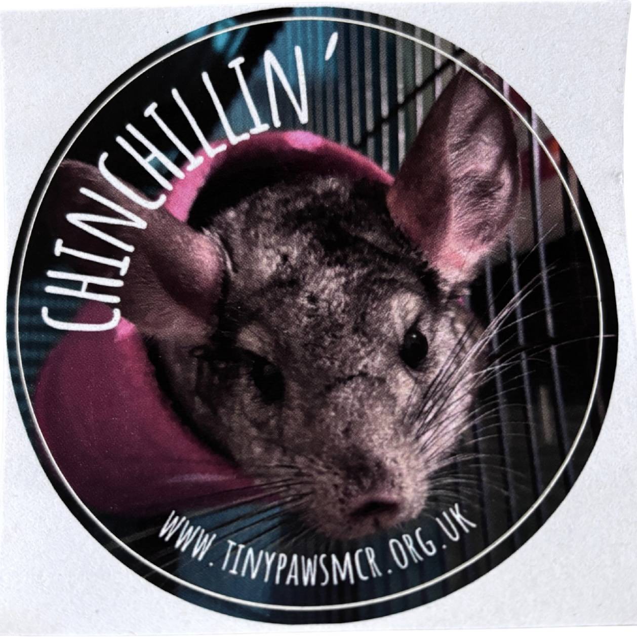 Chinchilla 'Chinchillin' Sticker